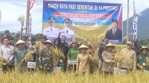 Wabup Lahat Widya Ningsih melakukan Panen Raya di Desa Serambi Kecamatan Jarai Kabupaten Lahat, bersamaa dengan progran panen raya serentak bersama Presiden Prabowo, yang dipusatkan di di Desa Gandawesi Kecamatan Ligung Kabupaten Majalengka Provinsi Jawa Barat. (f/humas)
